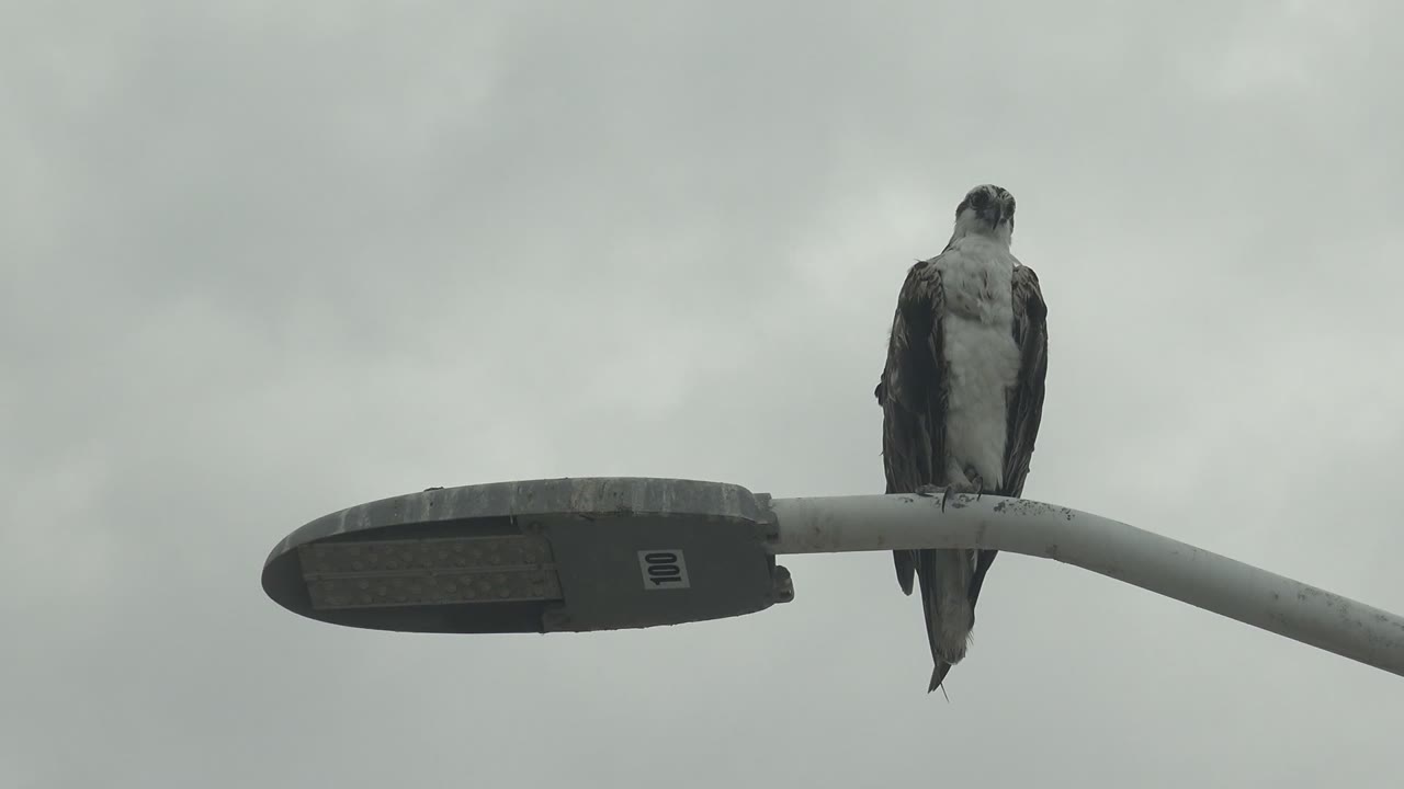 At 0:00, a peregrine falcon perches near the lamp head of a streetlight in Punta Abreojos, Baja California Sur, with gray cloud cover behind it and no visible people.