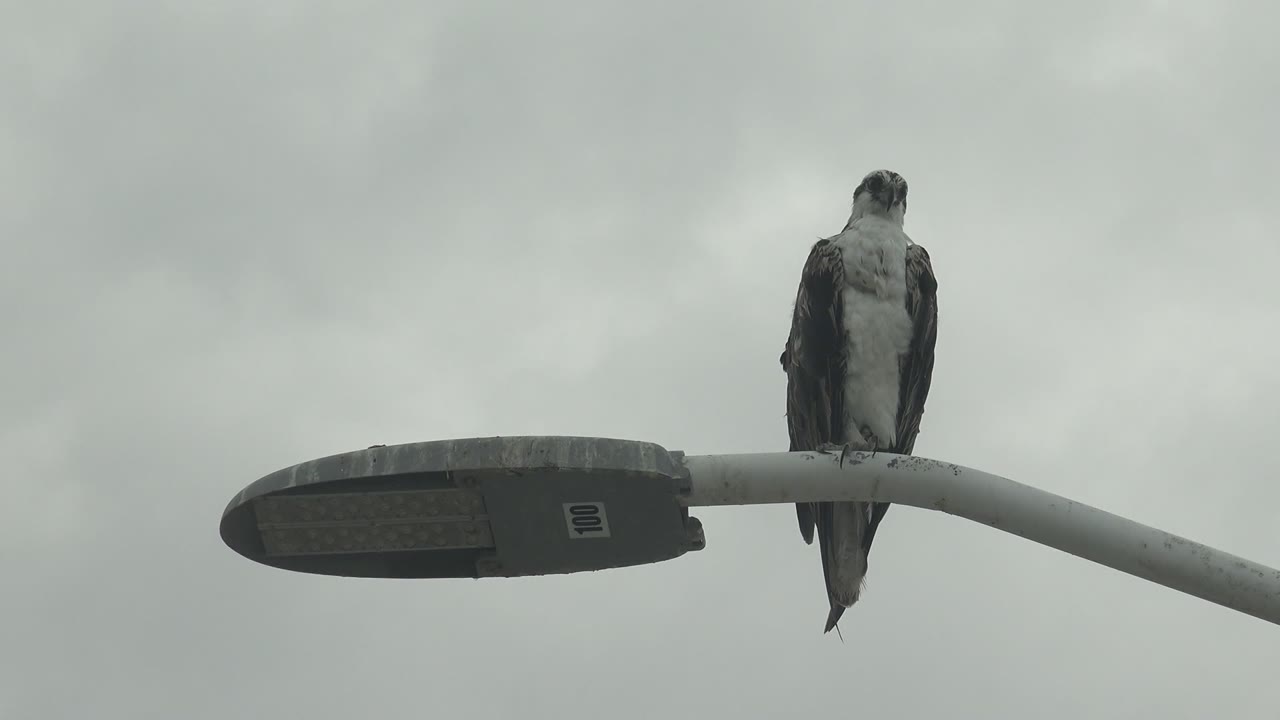 Peregrine falcon standing on the streetlight arm with its back partly turned.