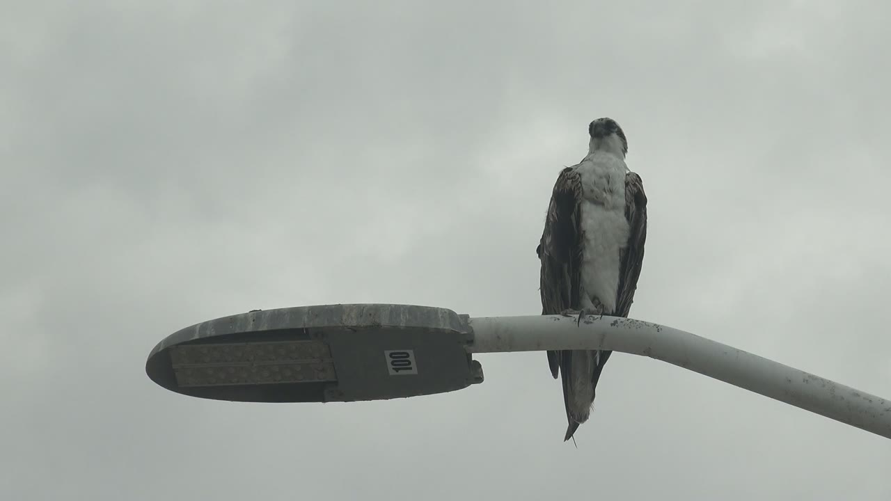 At 0:02, the peregrine falcon stays perched near the lamp head in Punta Abreojos, with the pole running in from the right and no visible people against the overcast background.