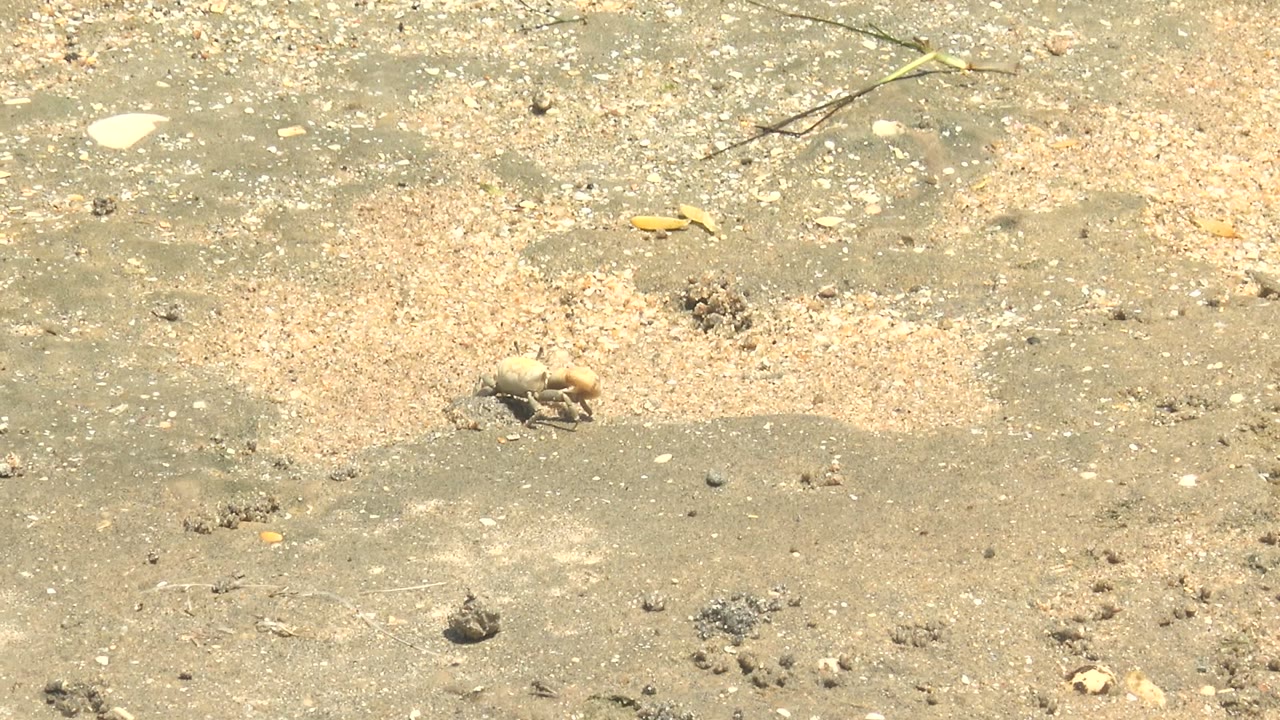 Small pale crab on wet sandy ground in Guerrero Negro, Baja California Sur, with scattered shell fragments and no visible people.