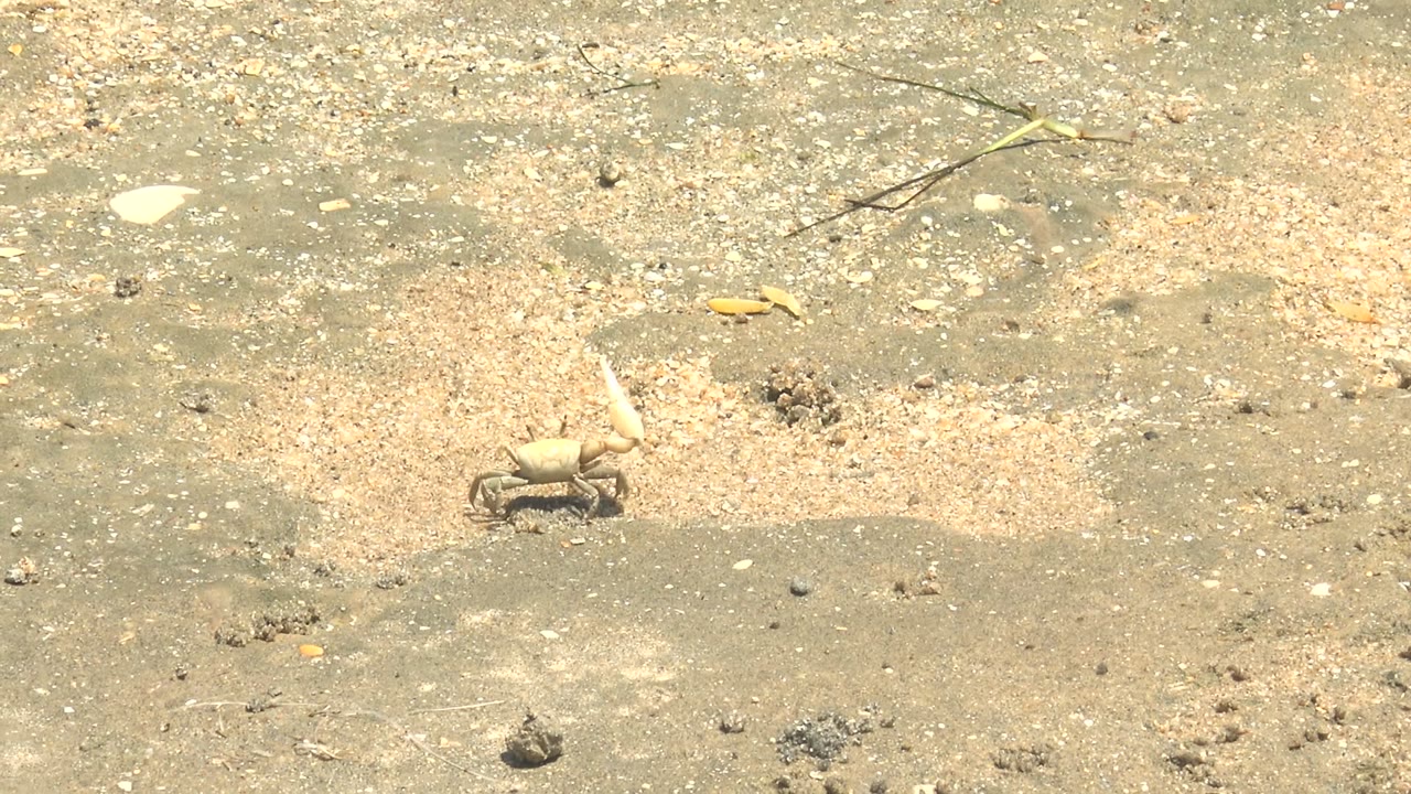 Small crab crossing sandy ground near pale shell debris.