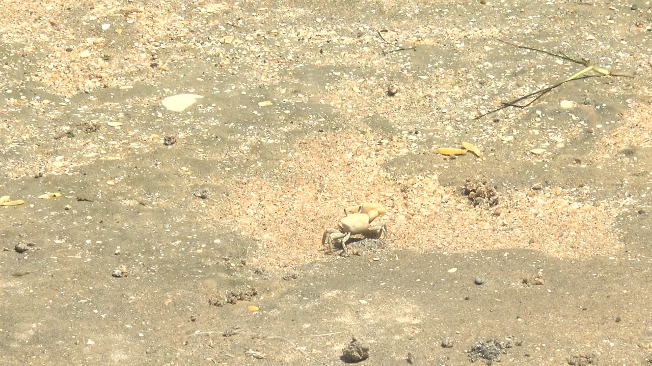 Small pale crab moving to the right across mottled wet sand in Guerrero Negro, with a broad patch of tan shell fragments and no visible people.