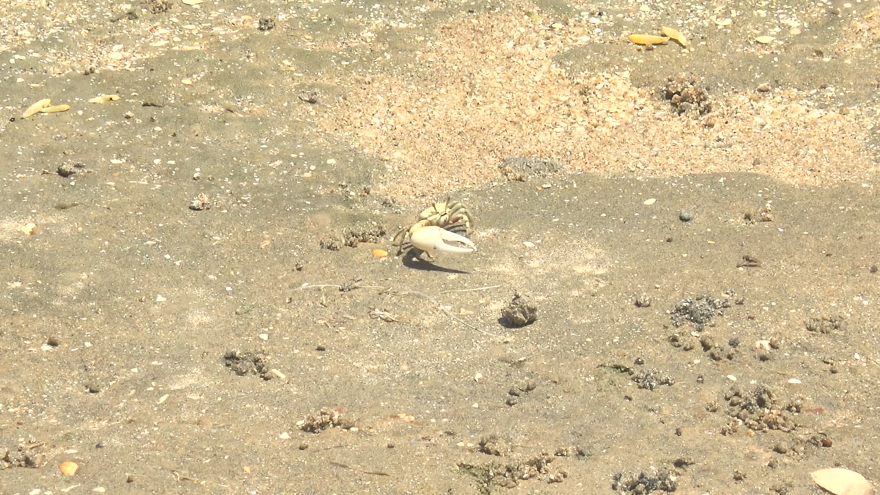 Small pale crab carrying a shell near the upper left of wet sandy shore in Guerrero Negro, Baja California Sur, with scattered pebbles and no visible people.