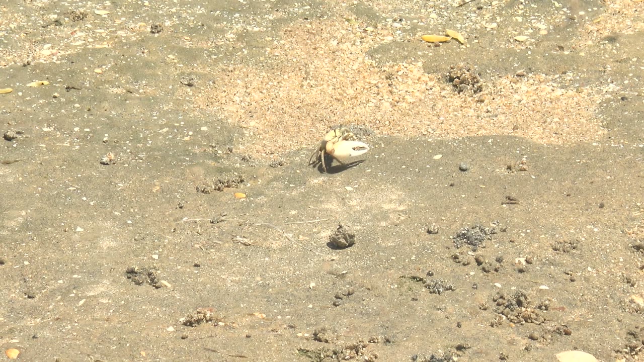 Crab and shell on damp sand near scattered pebbles