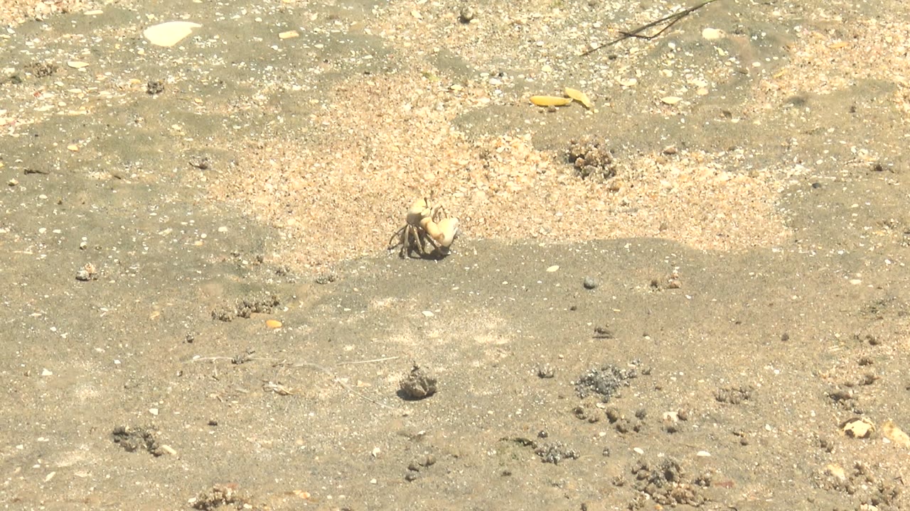 Small crab carrying a shell appears near the upper right on damp tan-gray sand in Guerrero Negro, Baja California Sur, with scattered grit and no visible people.