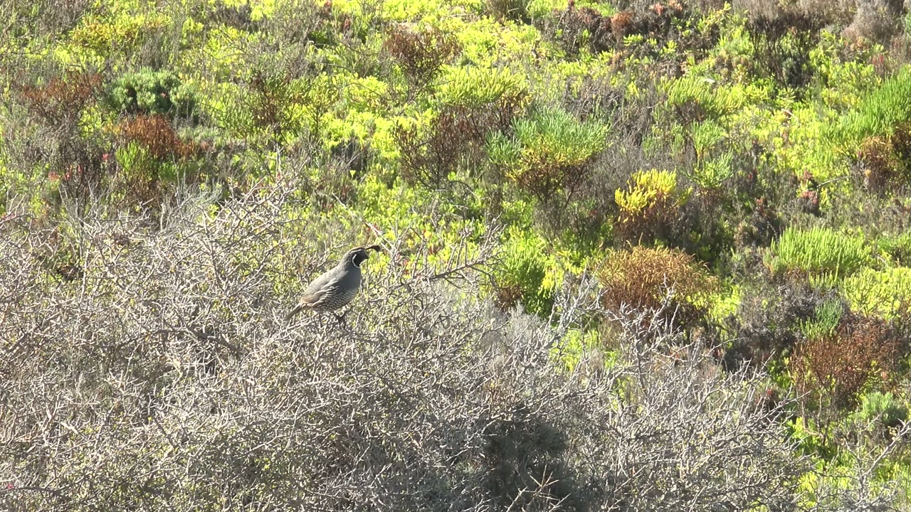 Small gray bird perched on a dry twiggy bush in San Carlos, Baja California Sur, Mexico, with green and yellow scrub behind it and no visible people.