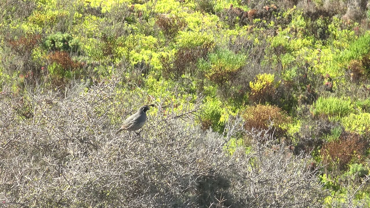 Perched bird facing right on dry brush with bright greenery behind