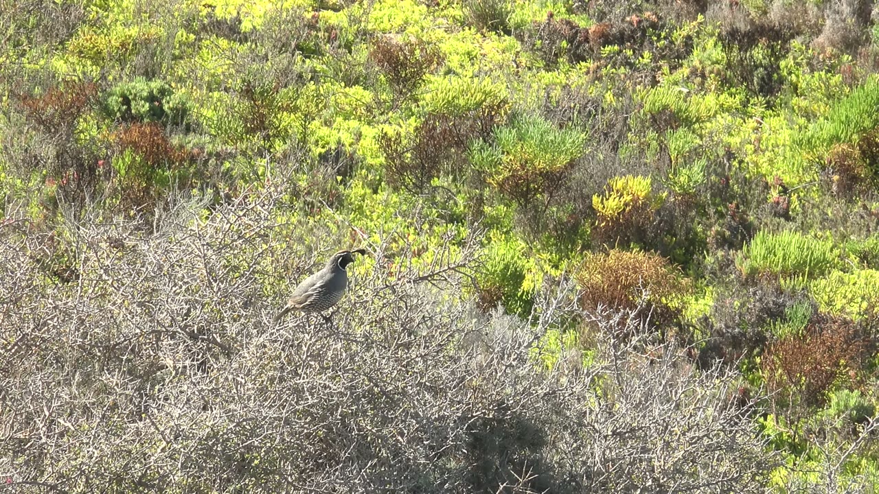 A small gray bird sits on pale dry twigs in San Carlos scrubland, with mixed green, yellow, and brown vegetation behind it and no visible people.
