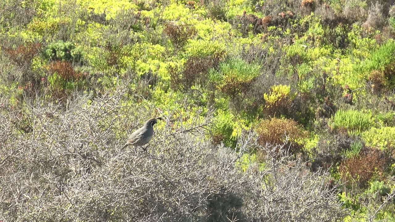 At 0:00, a small gray-brown bird perches on pale dry branches in San Carlos, Baja California Sur, with dense green and yellow vegetation behind it and no visible people.