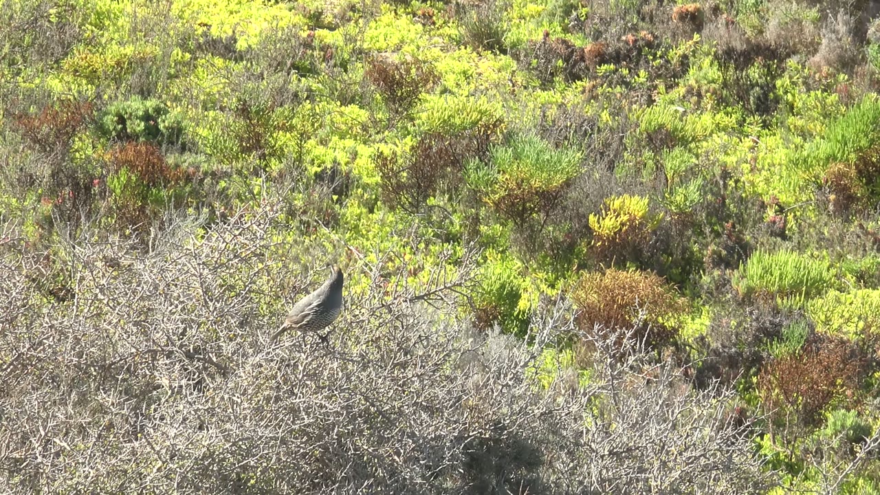 Perched bird facing right against bright mixed vegetation.