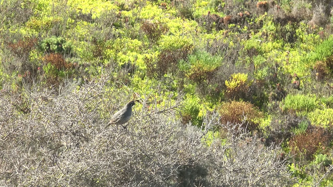 At 0:02, the bird remains perched on the dry bush in San Carlos, Baja California Sur, with its body angled right and a patchwork of green, yellow, rust, and gray scrub behind it, no visible people.