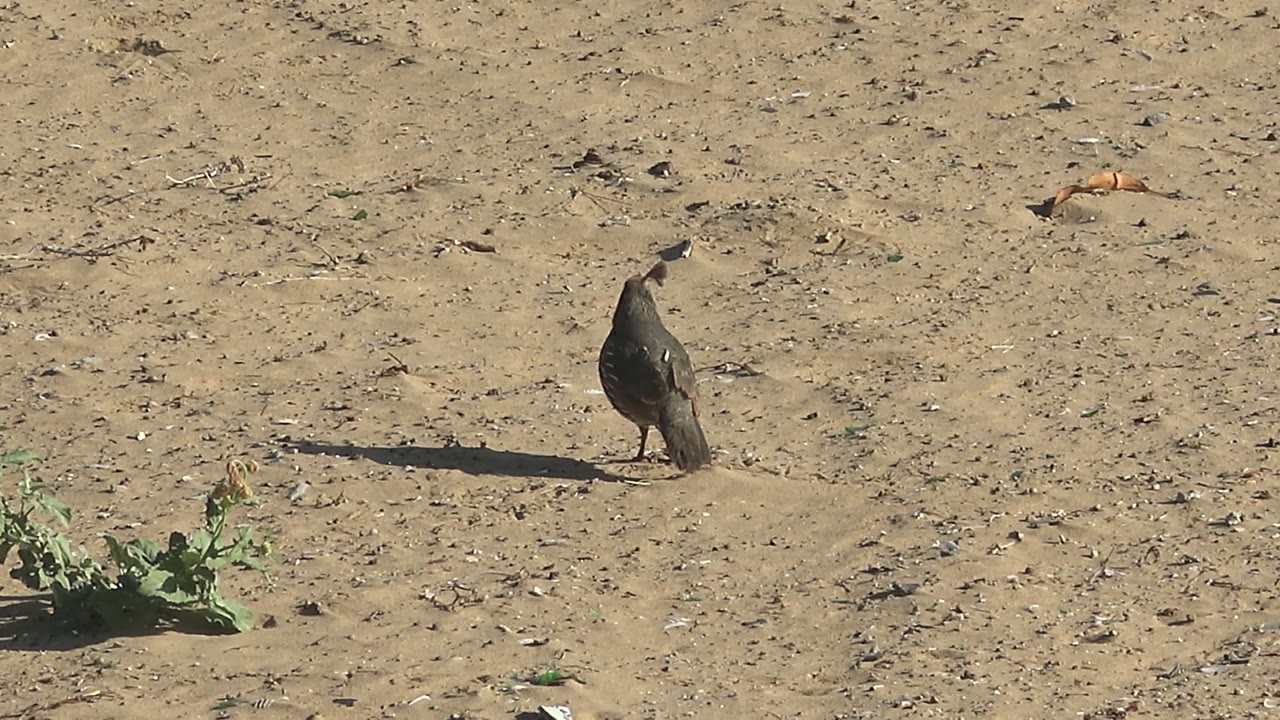 A quail stands on dry sandy ground in San Carlos, Baja California Sur, with sparse plants in the lower frame and no visible people.