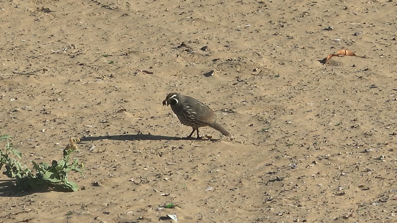 Quail walking across dry sand near a small green plant.
