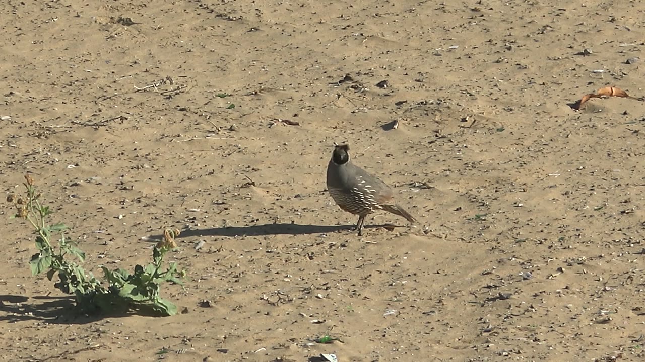 A quail faces toward the camera on bare arid ground in San Carlos, Baja California Sur, with sparse debris and no visible people.