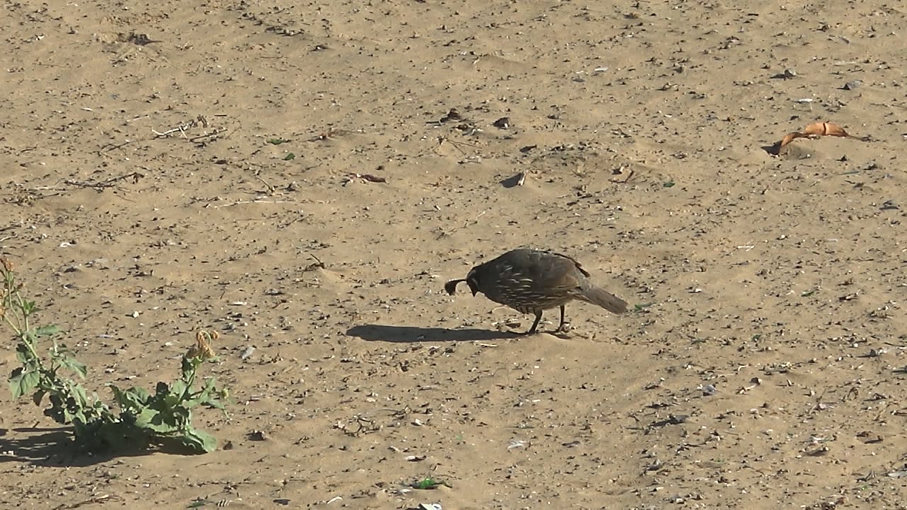 A quail moves across sandy ground near a small green plant in San Carlos, Baja California Sur, Mexico, with a long shadow and no visible people.