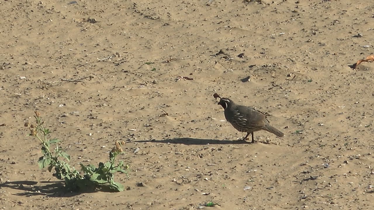 Quail standing on dry sandy terrain