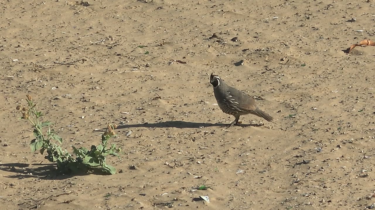 A quail pauses beside a patch of green weeds on sandy ground in San Carlos, Baja California Sur, Mexico, under direct sunlight with no visible people.