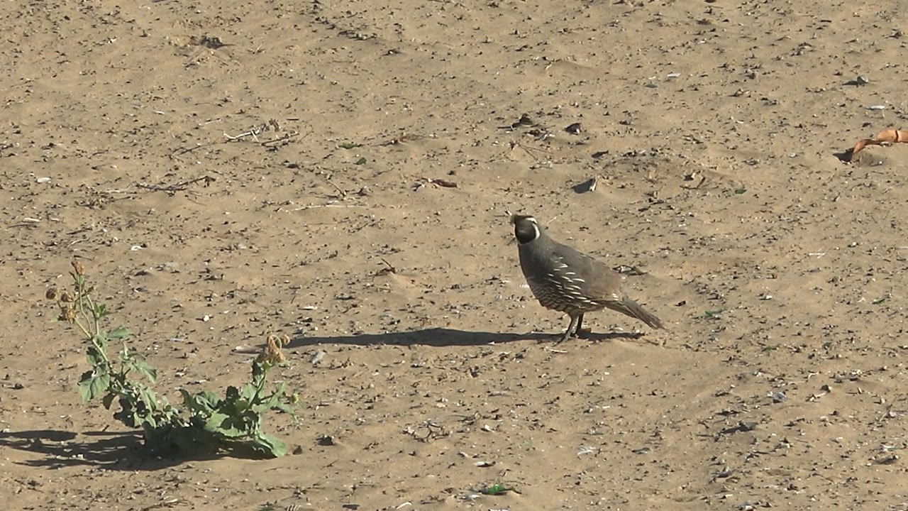 Quail upright on dry ground with long shadow