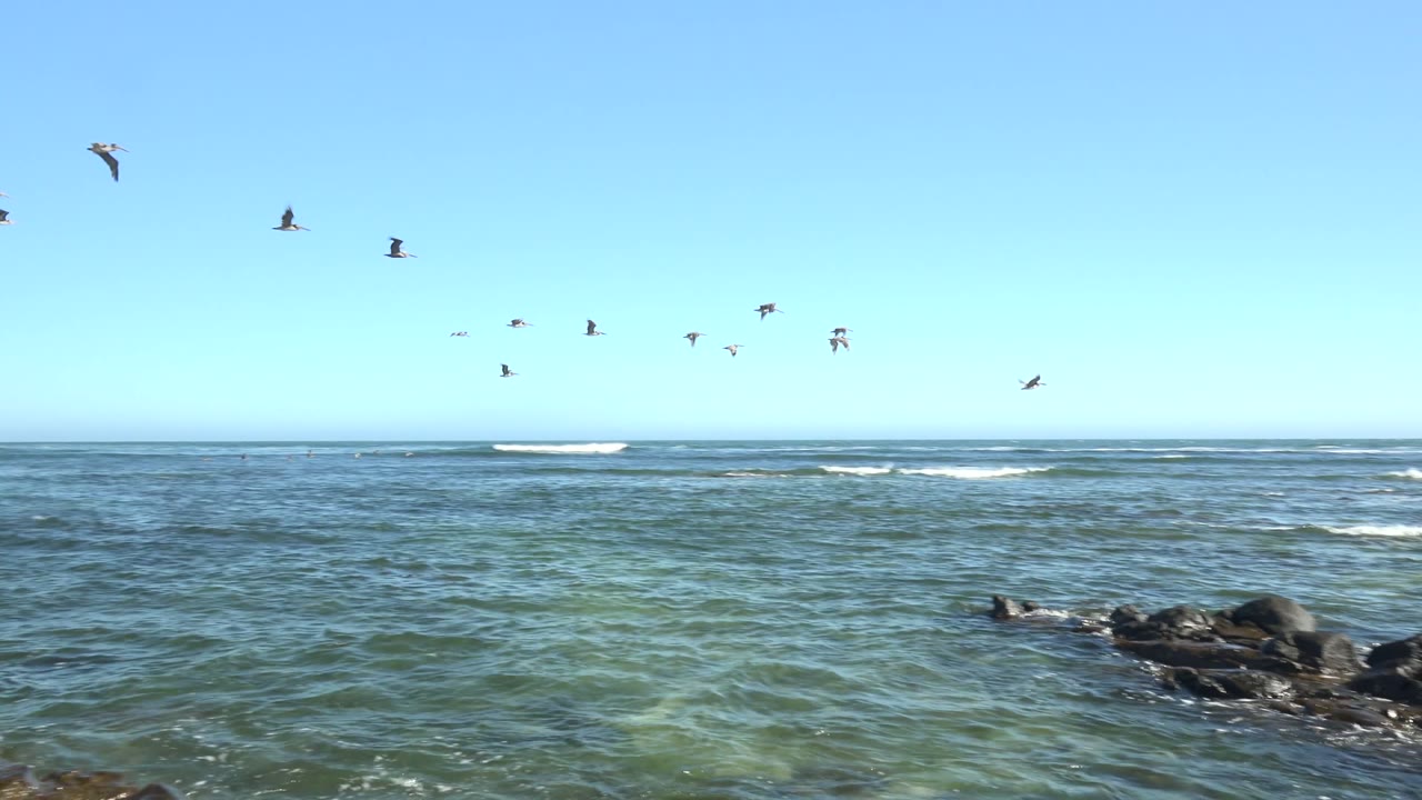 Seabirds flying above open ocean and low rocky outcrops