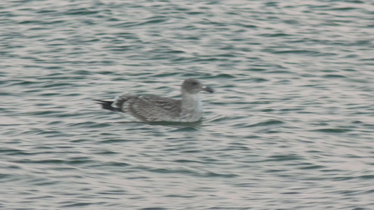 A gray and white seagull floats on rippled water in Bahia De Los Angeles, Mexico, with no visible people in the frame.