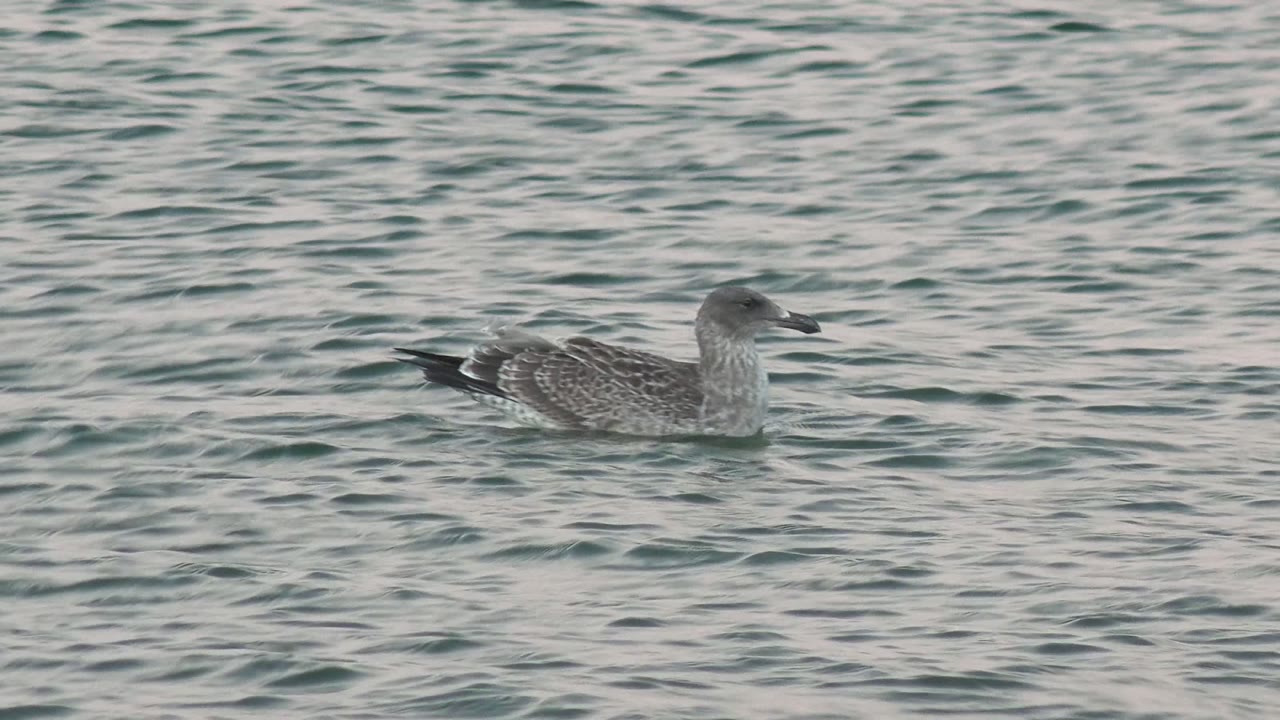 Seagull drifting across blue-green water.