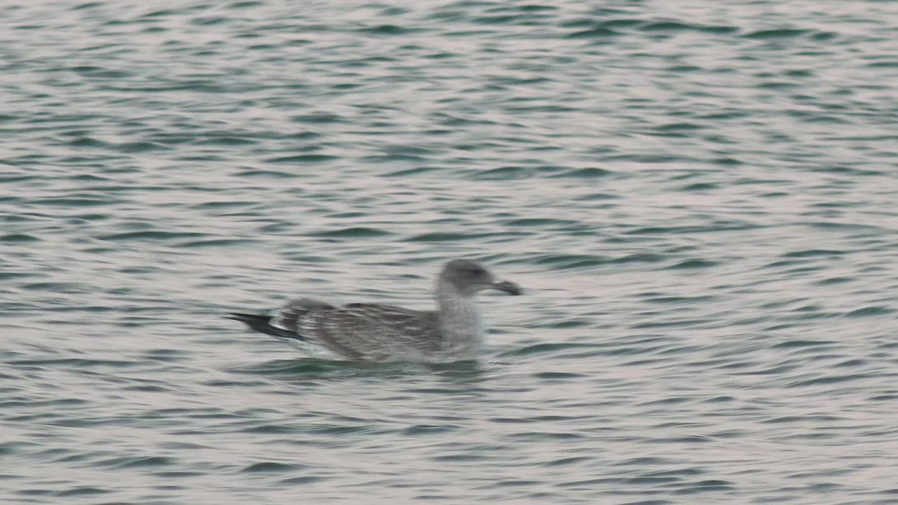 A seagull floats near the right side of the frame on rippled Bahia De Los Angeles water, with no shoreline, boats, or visible people.