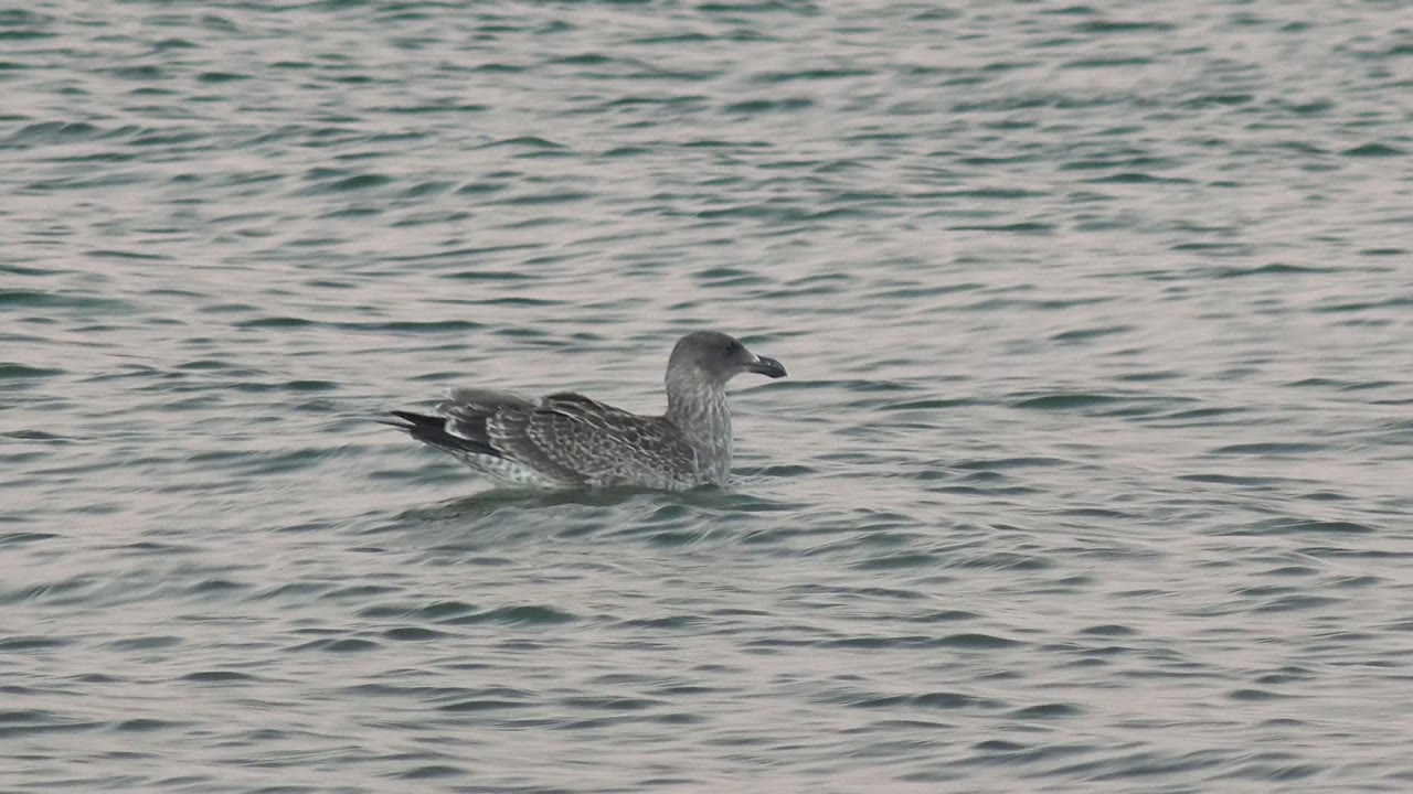 A gray seabird floats left of center on teal-gray rippling water in Bahia De Los Angeles, Mexico, with no visible people.