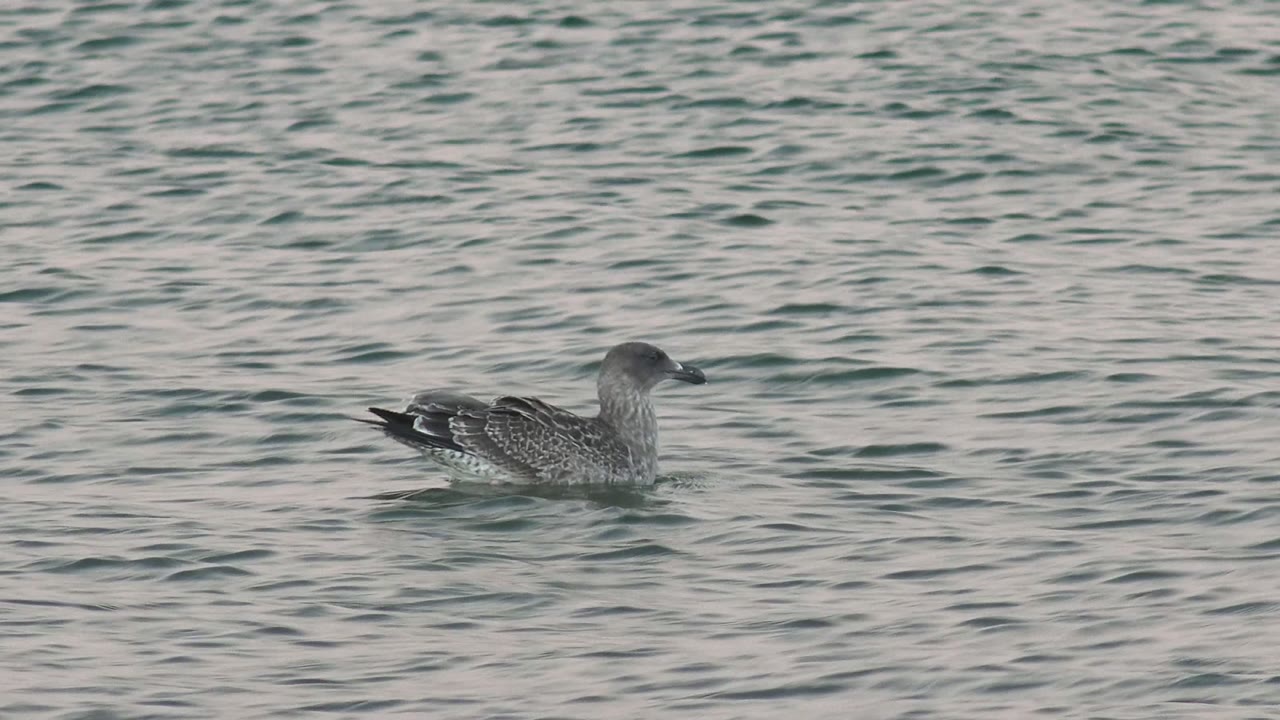 Seabird floating in open water with small waves.