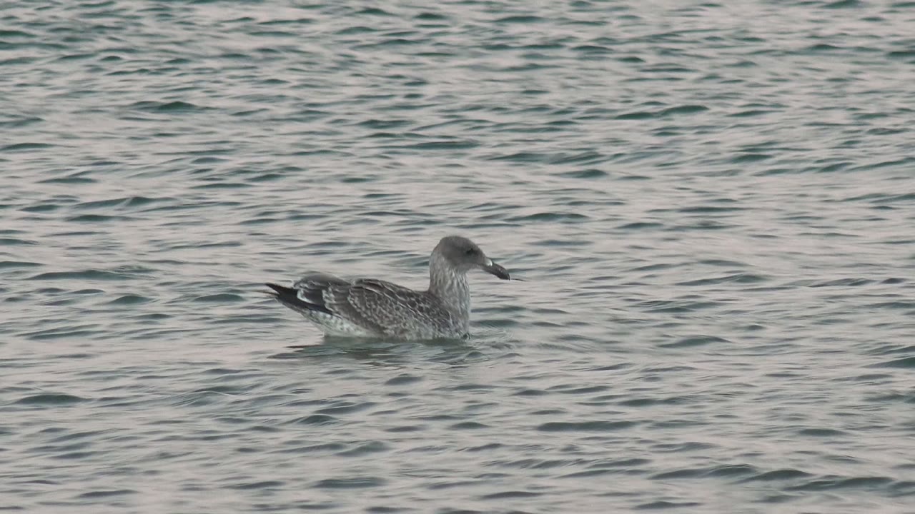 A lone seabird sits farther right in the frame on gray-green rippled water in Bahia De Los Angeles, Mexico, with no visible people.