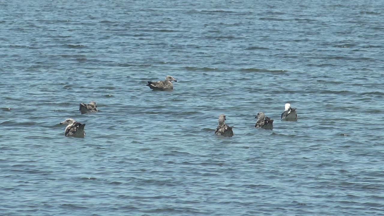 Seabirds float in scattered groups on blue rippled water in Guerrero Negro, Baja California Sur, with no visible people.