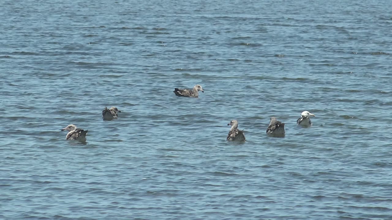 Scattered seabirds drifting on calm water