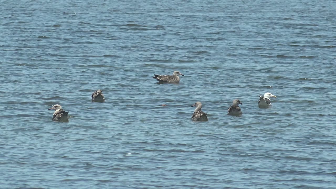 Several gray and white seabirds remain spread across the blue water surface in Guerrero Negro, Baja California Sur, with no visible people or shoreline.