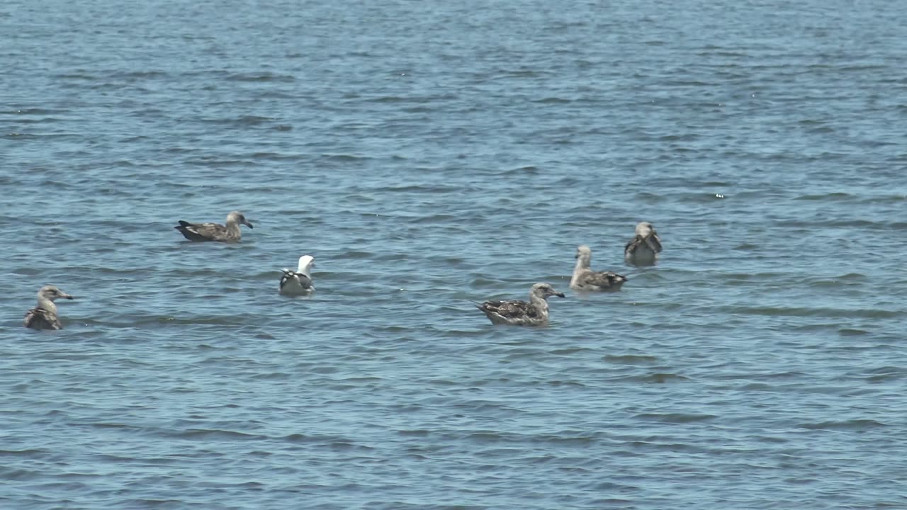 Seagulls are spaced across rippled blue water in Guerrero Negro, Mexico, with no visible people and open water filling the frame.