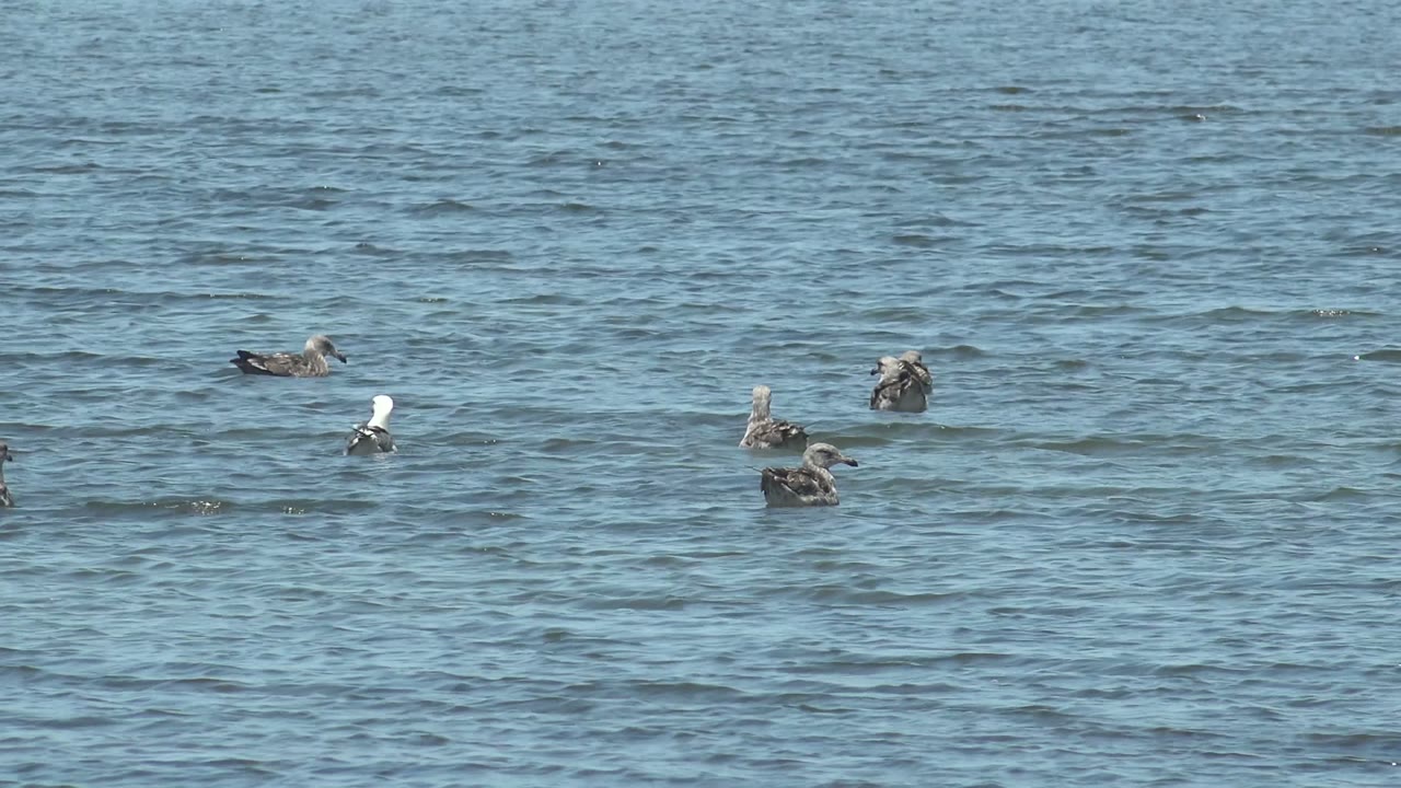 Scattered seagulls drifting across open water