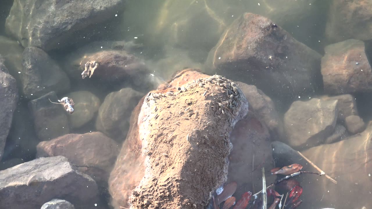 A downward view in Mulege, Baja California Sur shows a crayfish near the lower edge among submerged rocks and clear rippling water, with no visible people.