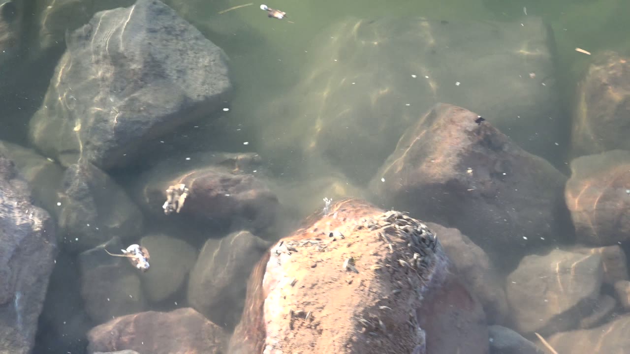 Submerged rocks with crayfish partly visible near lower edge
