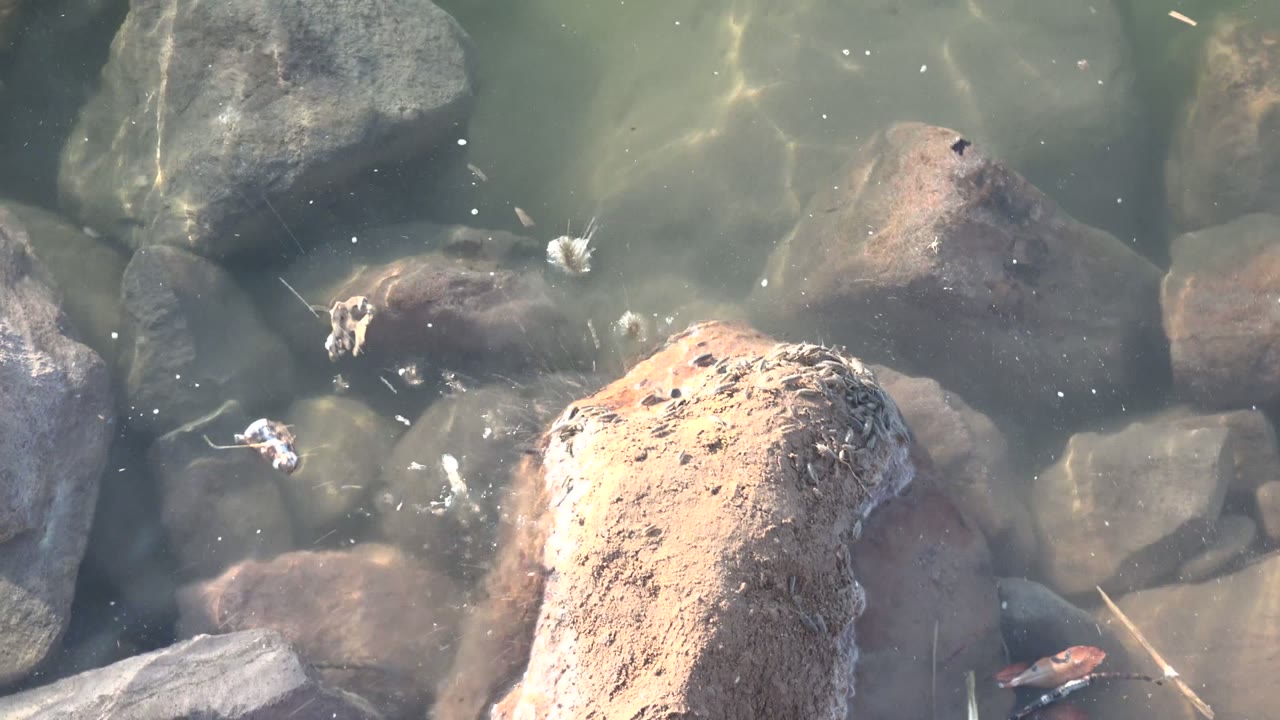 A large tan foreground rock dominates the Mulege shallow-water view while smaller submerged stones and the red and black crayfish appear near the lower right, with no visible people.