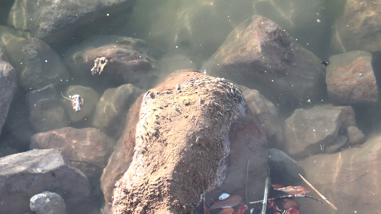 Clear shallow water in Mulege, Baja California Sur shows submerged tan and gray rocks, small drifting particles, and no visible people at the opening moment.