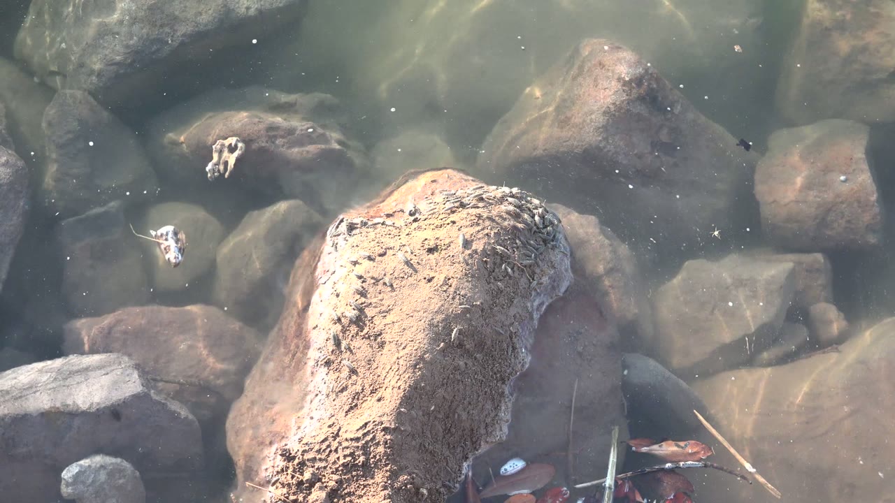 Large tan rock below rippling clear water with stones behind it.