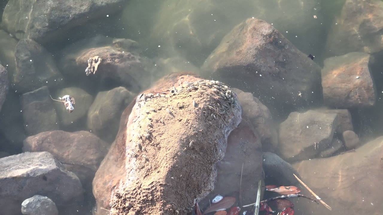 Ripples shift light across submerged river rocks, with a pale floating speck near the upper left and no visible people in the Mulege river detail.
