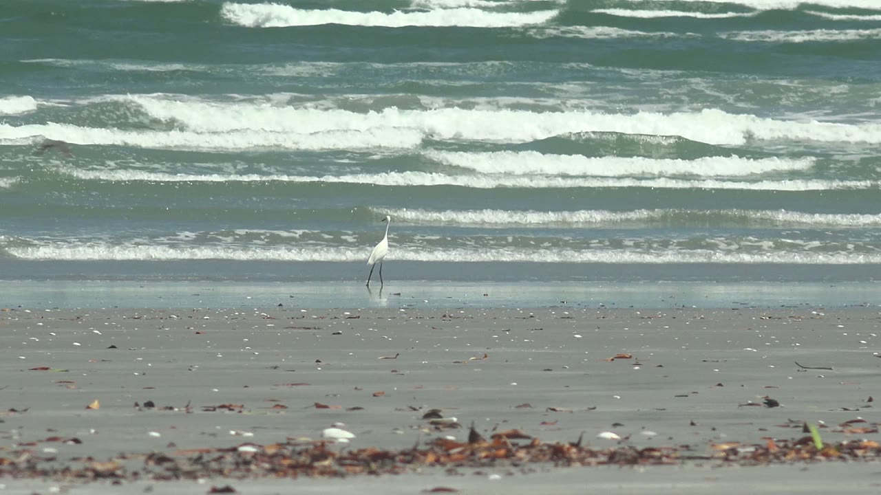 A white heron stands near the lower left of a La Bocana beach frame as white surf lines break across the background, with no visible people.