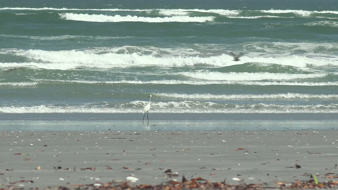 White heron centered on sandy shore with breaking surf