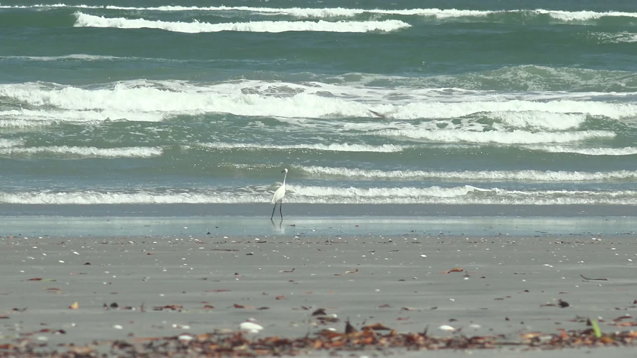 A white heron stands on the right side of the La Bocana beach view, separated from the teal-gray water by a strip of wet reflective sand, with no visible people.