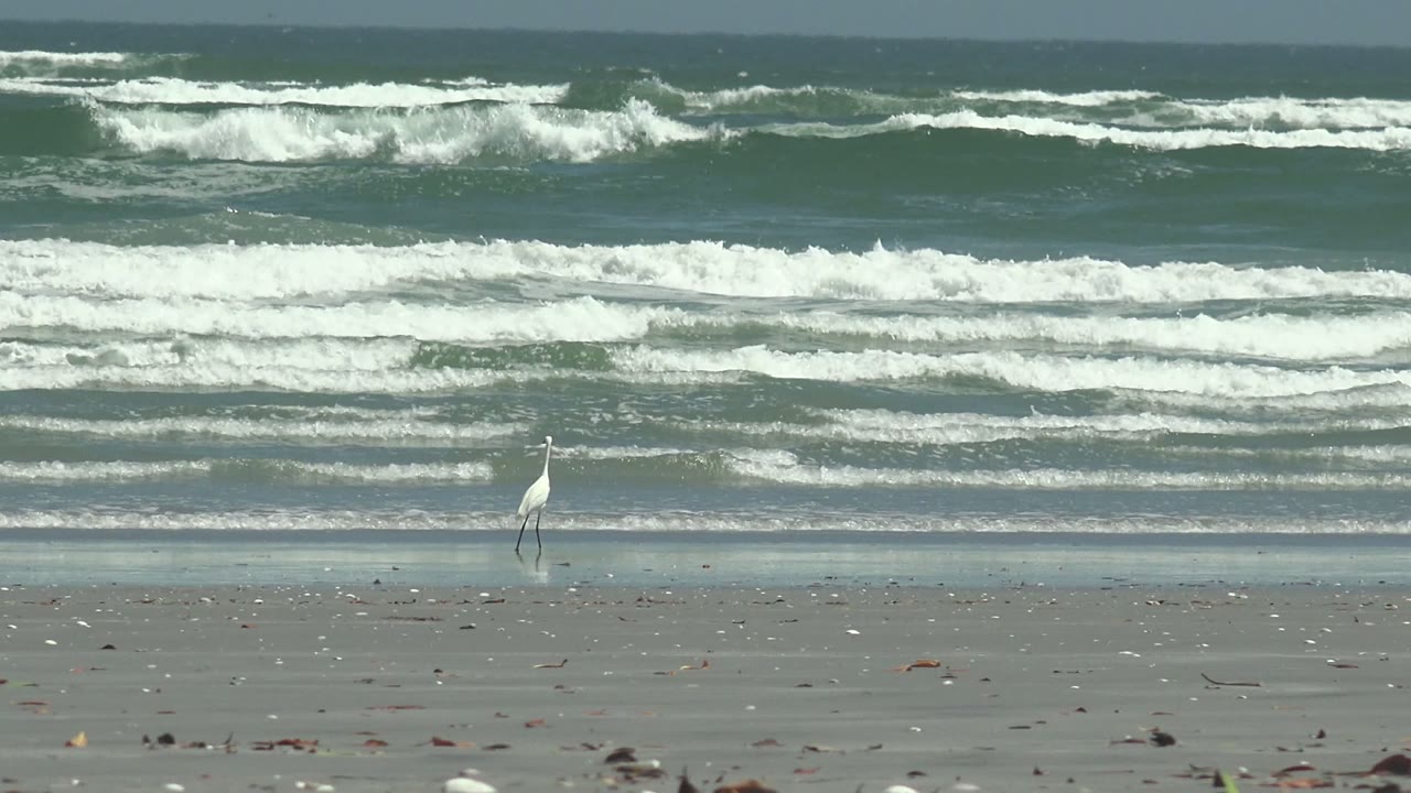 White heron stands near the waterline on a sandy La Bocana beach as broad white surf bands break behind it, with no visible people.