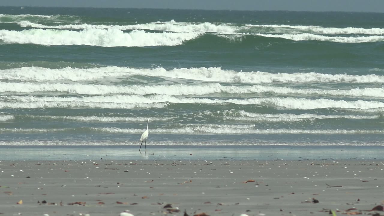 White heron on the beach with foamy waves across the background.