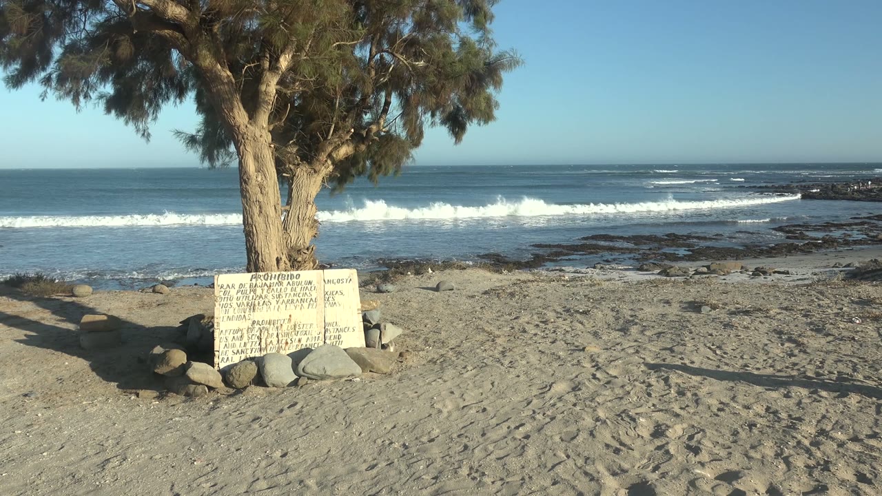 Beach tree and sign with surf rolling across the background.