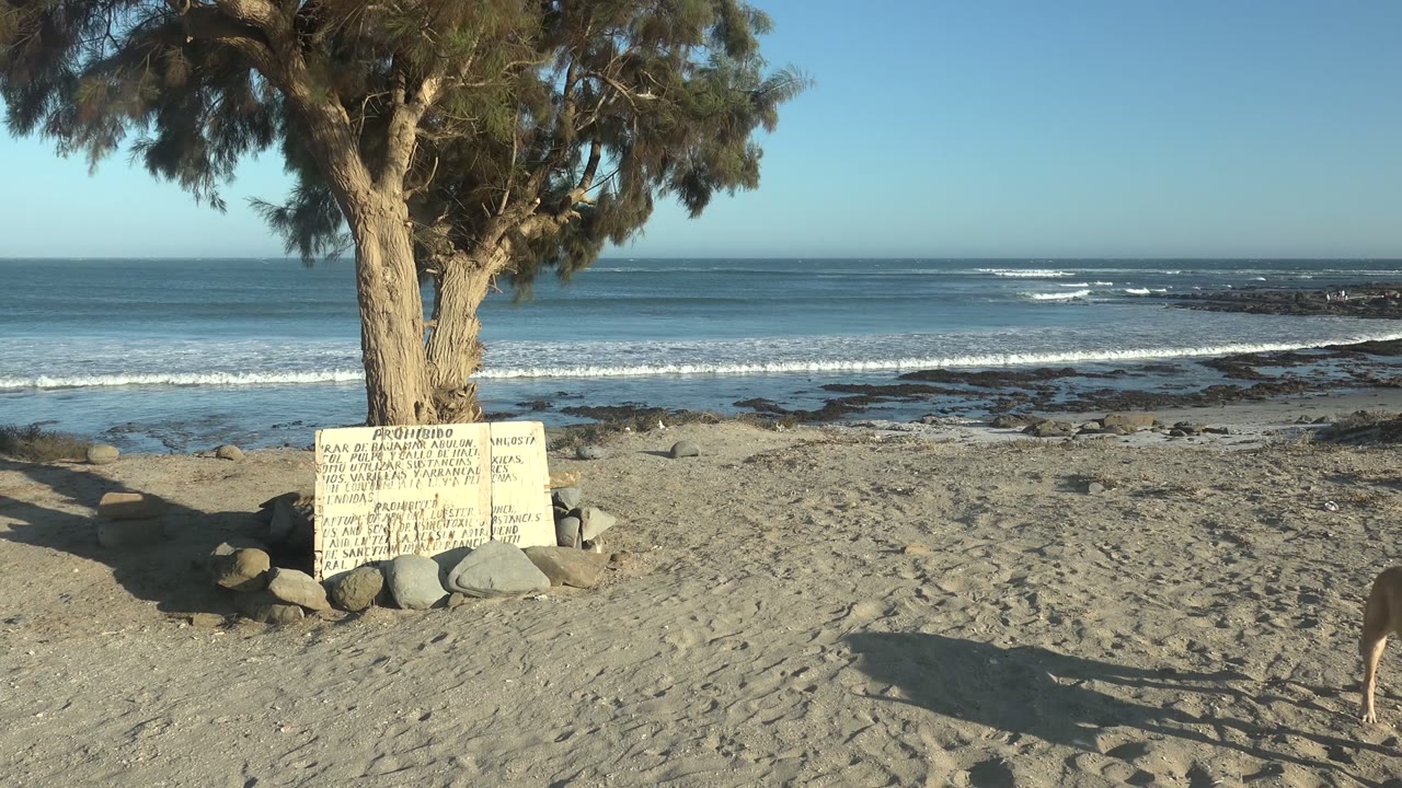 At La Bocana in Baja California Sur, a sandy beach foreground holds a large tree, handwritten sign, rocks, and long shadows while ocean waves roll behind and a dog appears at the right edge with no visible people.