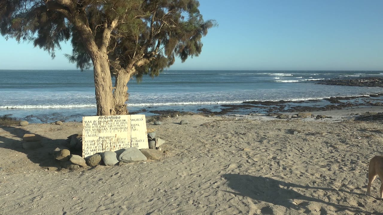 At La Bocana, the dog has moved out of view, leaving the sandy foreground, tree, posted sign, rocks, blue ocean, low waves, and distant rocky shoreline under a clear sky with no visible people.