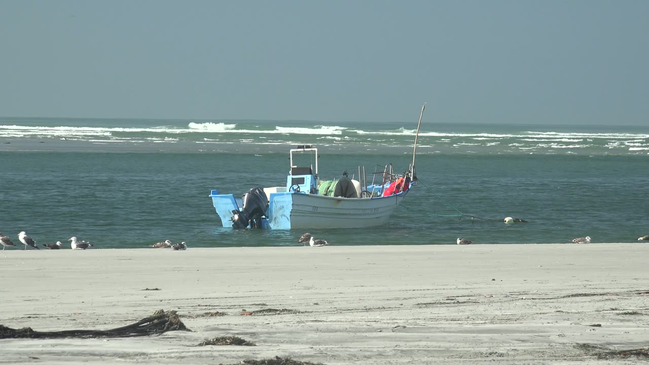 Anchored boat near shore with gulls scattered across the sand.
