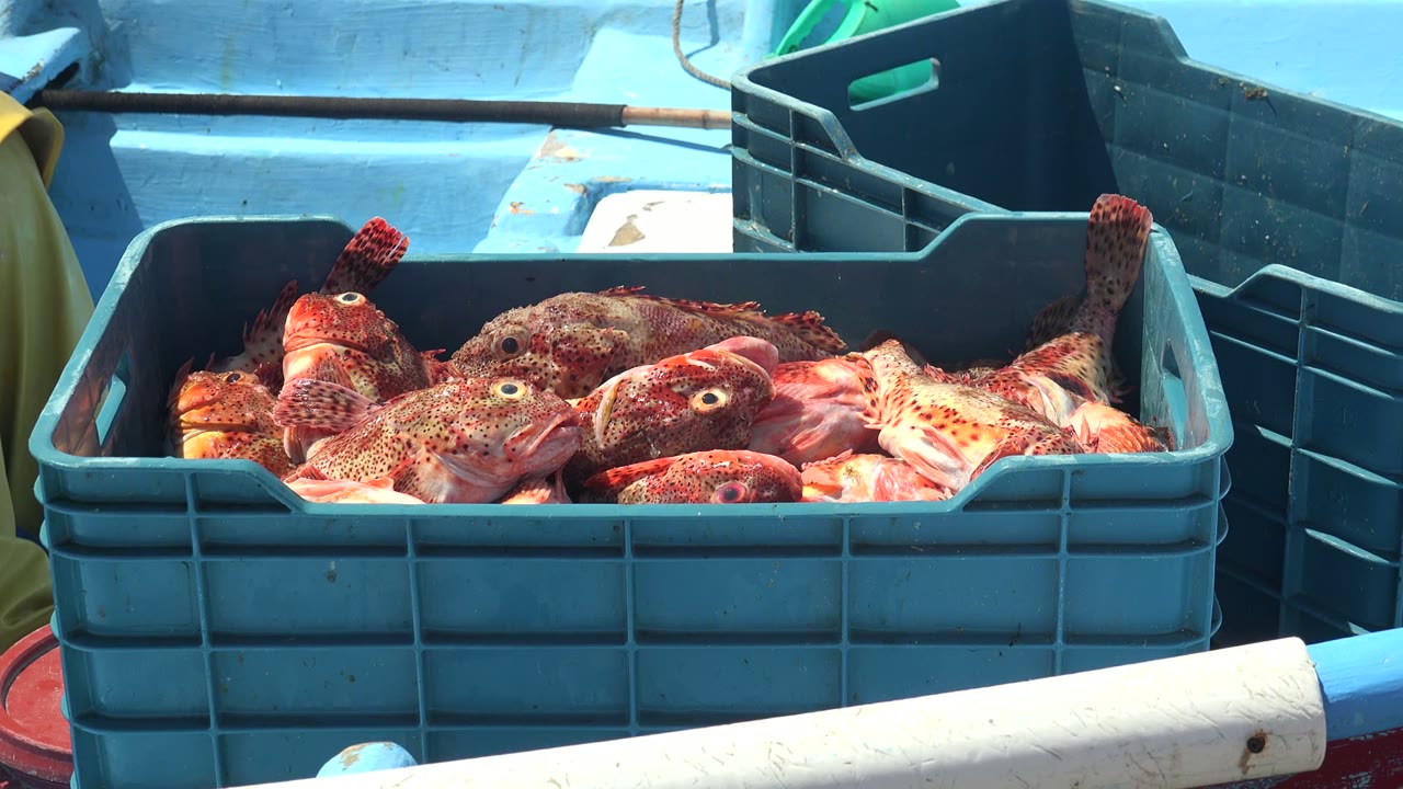 Blue plastic crate filled with red spotted fish sits in bright sunlight in La Bocana, Baja California Sur, with no visible people in the frame.